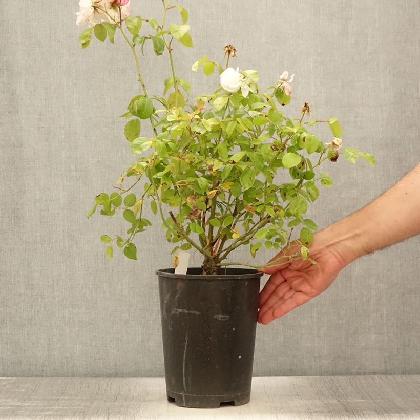 Rosa Marina Picasso - Floribunda Rose 4L/5L pot sample as delivered in summer