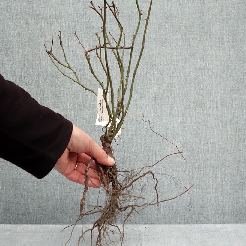 Rosa Marina Picasso - Floribunda Rose Bare root sample as delivered in winter