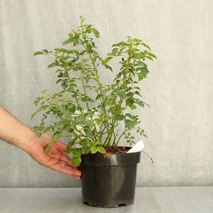 Rosa floribunda Mel Bee® - Floribunda Rose 3L/4L pot sample as delivered in summer