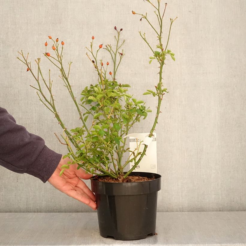 Rosa floribunda Mel Bee® - Floribunda Rose 3L/4L pot sample as delivered in spring