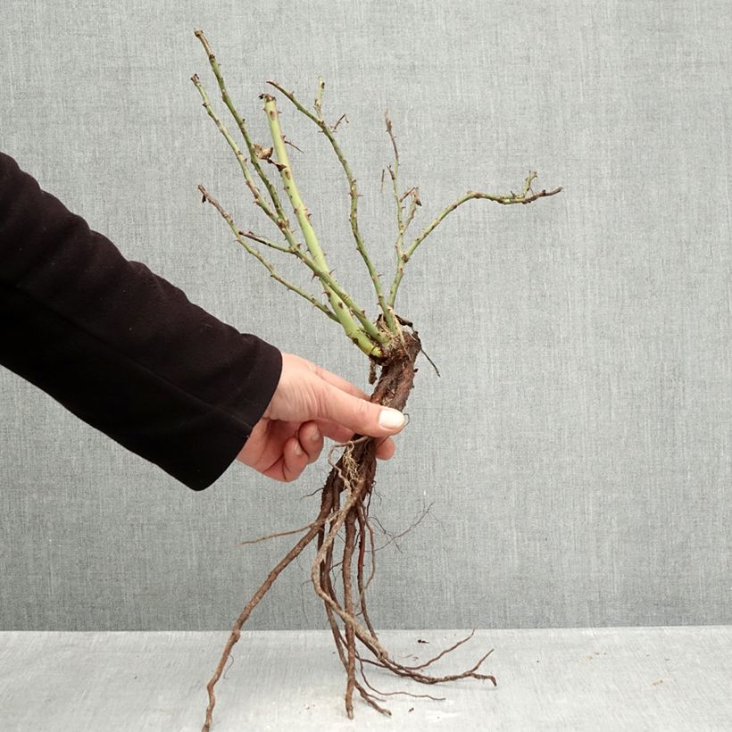 Rosa x polyantha Message d'Espoir - Polyantha Rose Bare root sample as delivered in winter