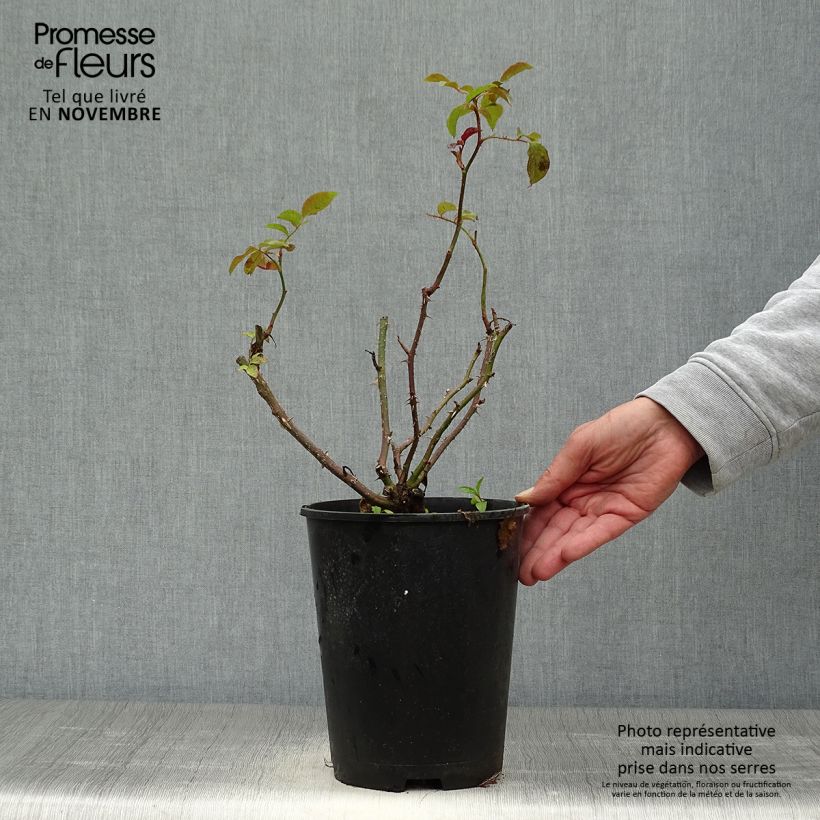 Rosa Oranges and Lemons - Floribunda Rose 2L/3L pot sample as delivered in autumn
