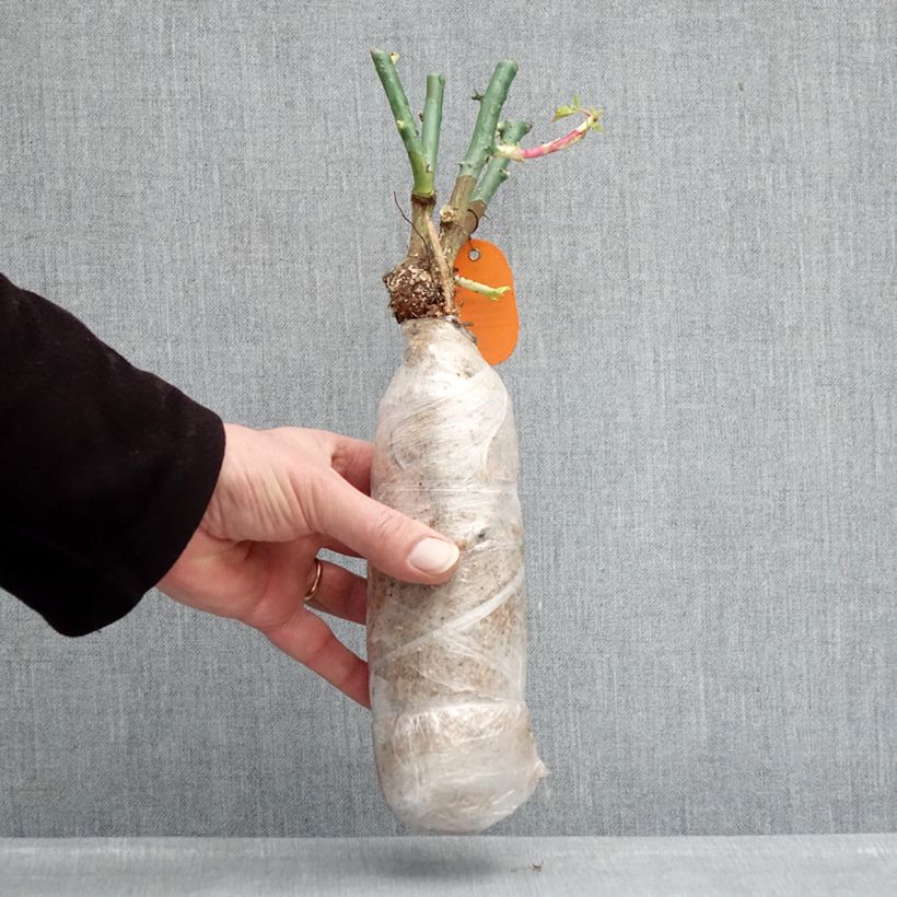 Rosa floribunda Origami - Floribunda Rose Wrapped bare root sample as delivered in winter