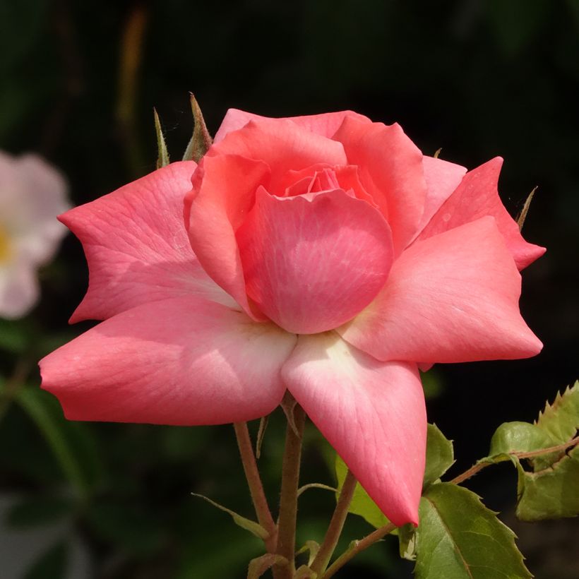 Rosa x floribunda Pernille Poulsen (Flowering)