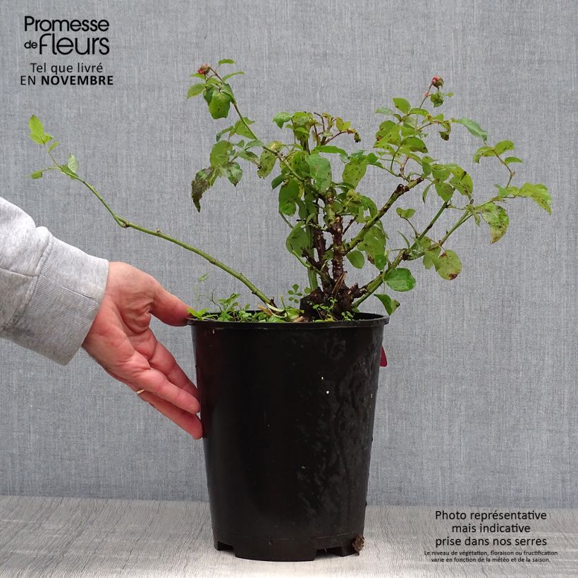 Rosa x floribunda Pick'n Go - Floribunda Rose 4L/5L pot sample as delivered in autumn