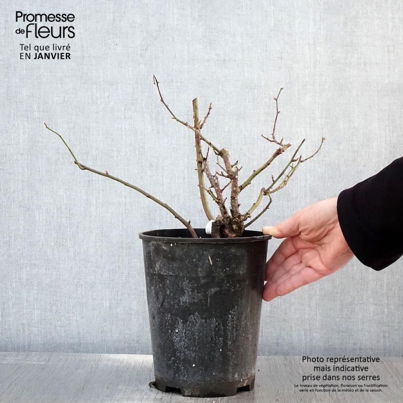 Rosa x floribunda Pick'n Go - Floribunda Rose 4L/5L pot sample as delivered in winter