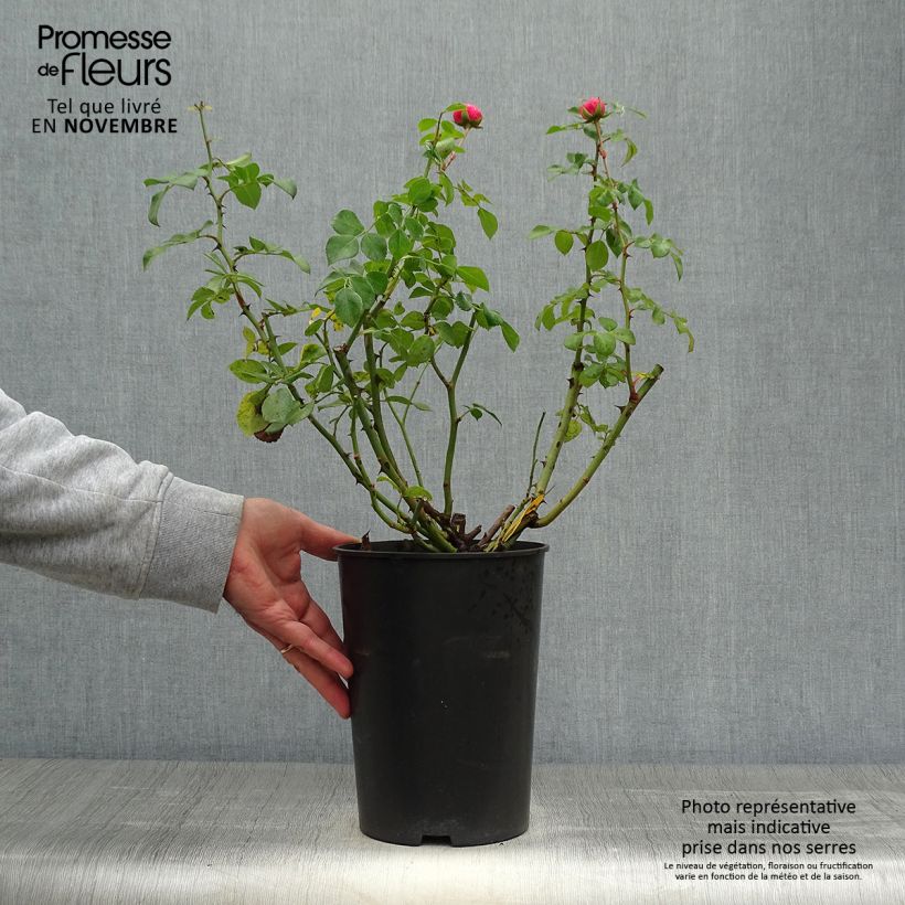 Rosa x floribunda Pomponella Korpompan 4L/5L pot sample as delivered in autumn