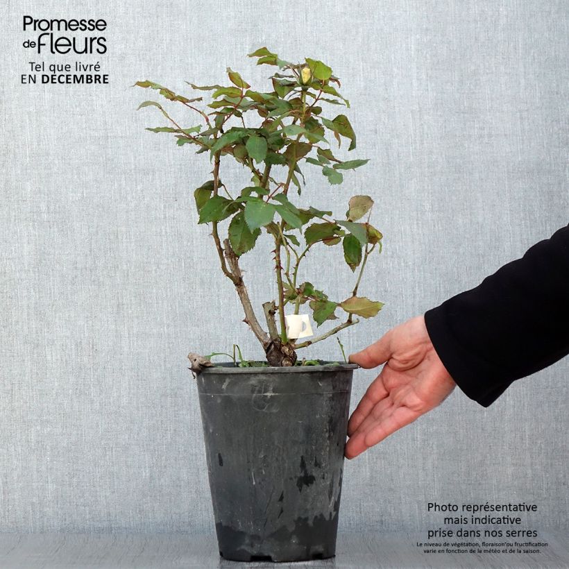 Rosa x floribunda Quinte Flush - Floribunda Rose 4L/5L pot sample as delivered in autumn
