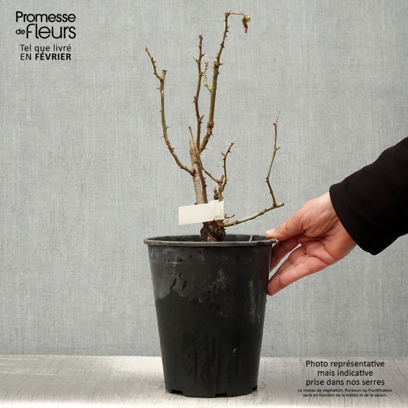 Rosa x floribunda Quinte Flush - Floribunda Rose 4L/5L pot sample as delivered in winter