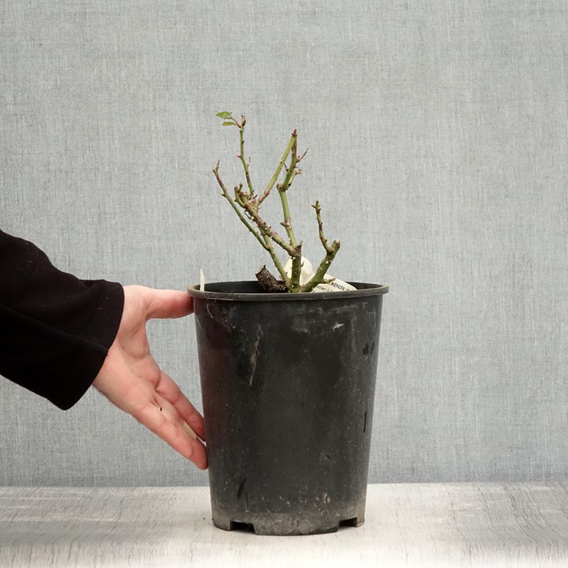 Example of Rosa x floribunda Rochemenier Village - Floribunda Rose 4L/5L pot as you get in hiver