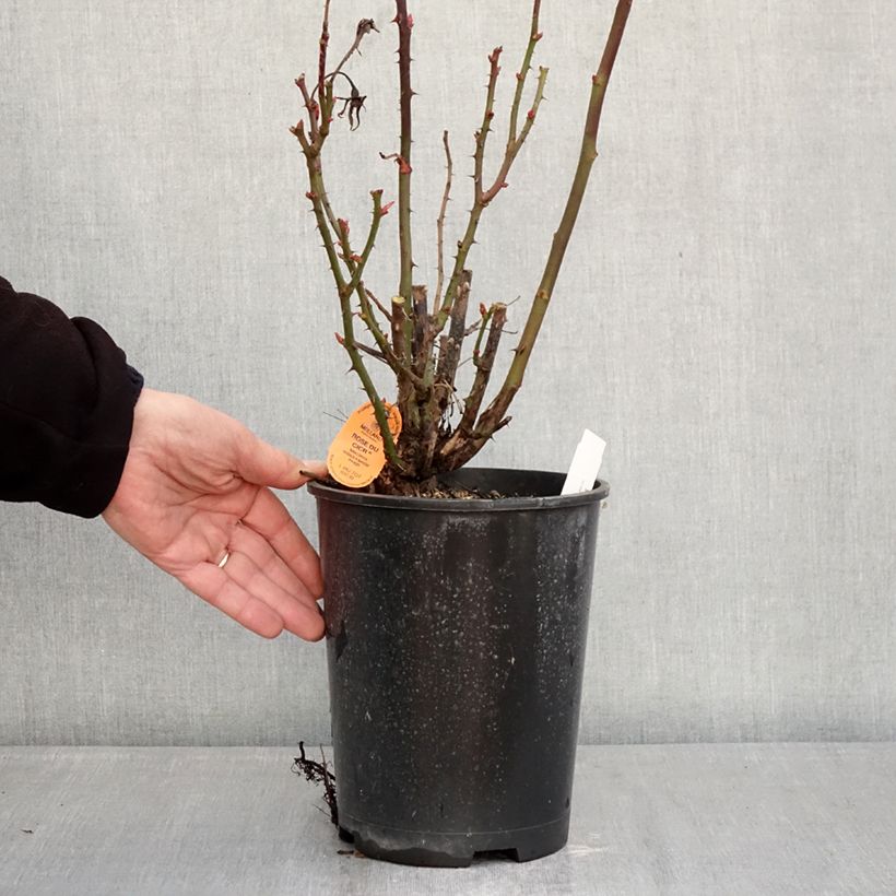 Rosa x floribunda Summer Sangria® 'Meizilena' 4L/5L pot sample as delivered in winter