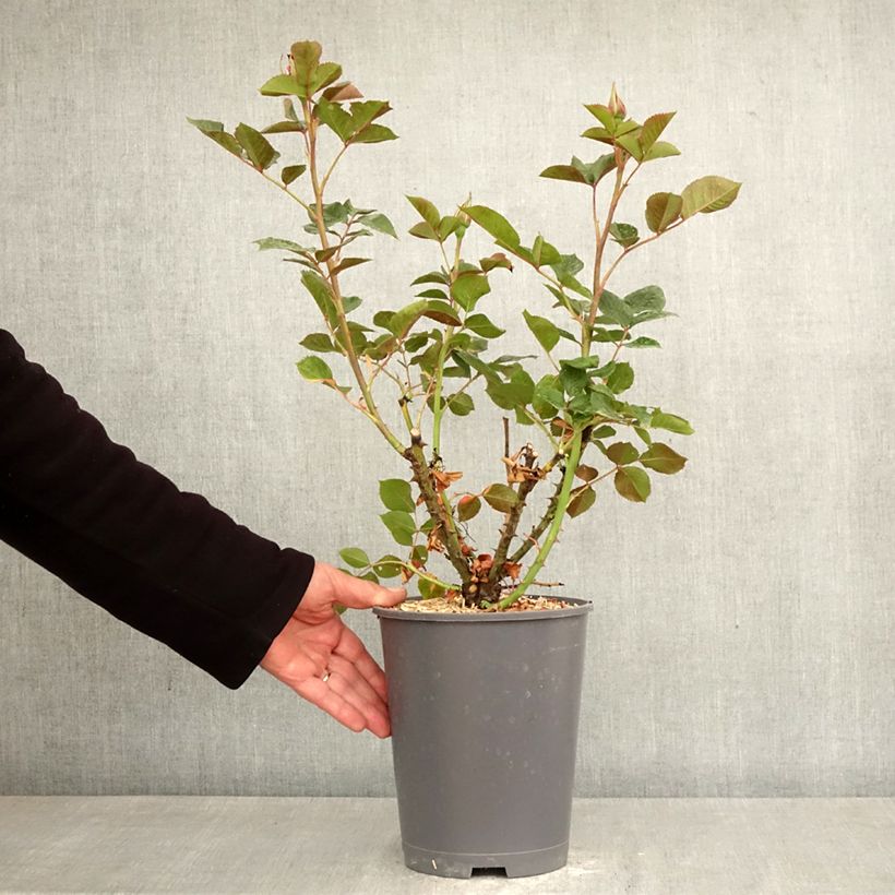 Rosa x floribunda Summer Sangria® 'Meizilena' 4L/5L pot sample as delivered in spring