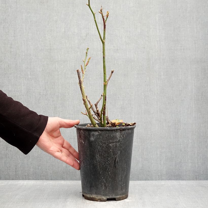 Rosa floribunda Rustica III - Floribunda Rose 4L/5L pot sample as delivered in winter