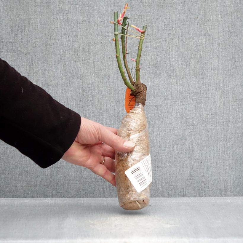 Rosa Sophia Romantica - Floribunda Rose Wrapped bare root sample as delivered in winter