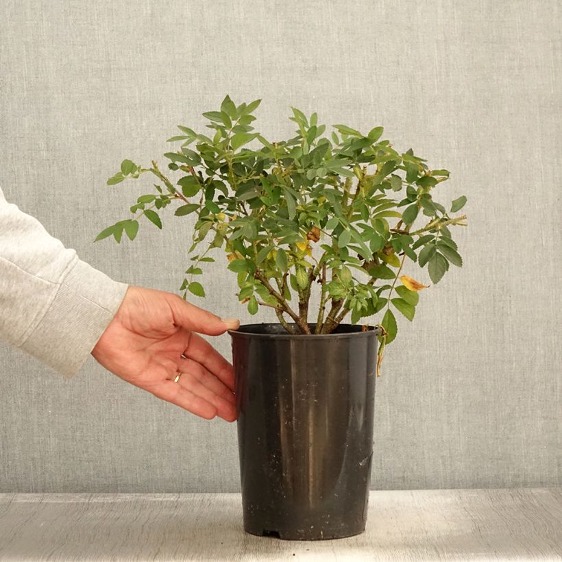 Rosa x rugosa Strandperle - Rugosa Rose 4L/5L pot sample as delivered in autumn