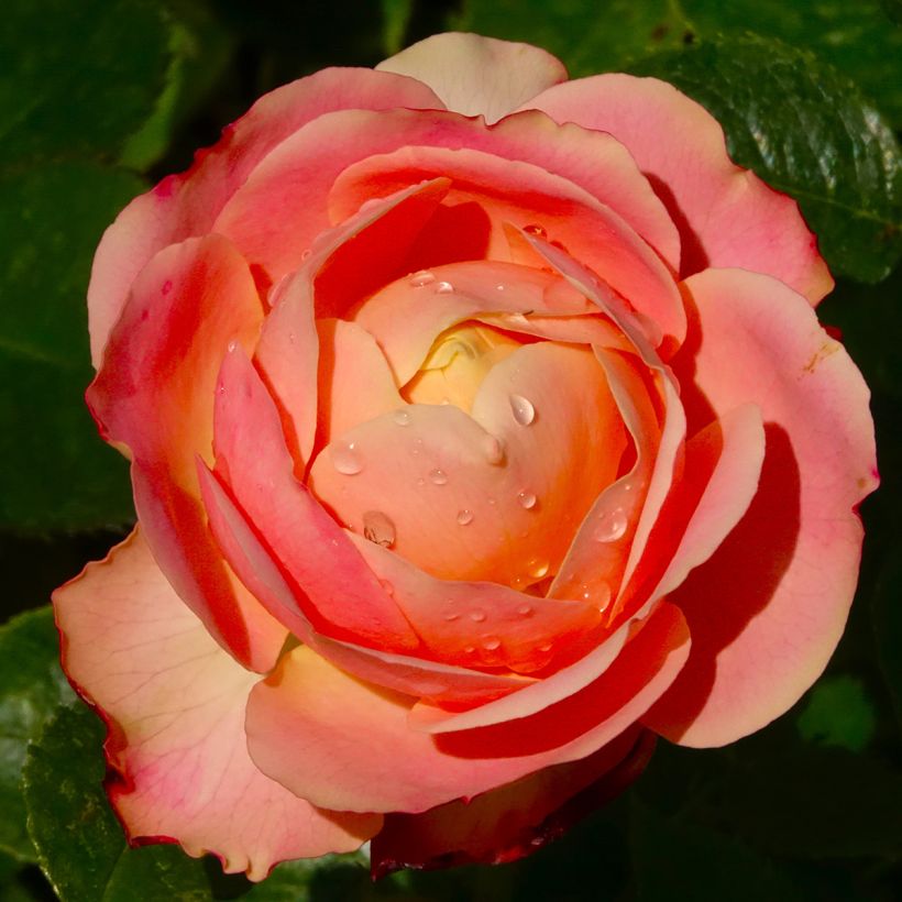 Rosa x polyantha Tobago - Polyantha Rose (Flowering)