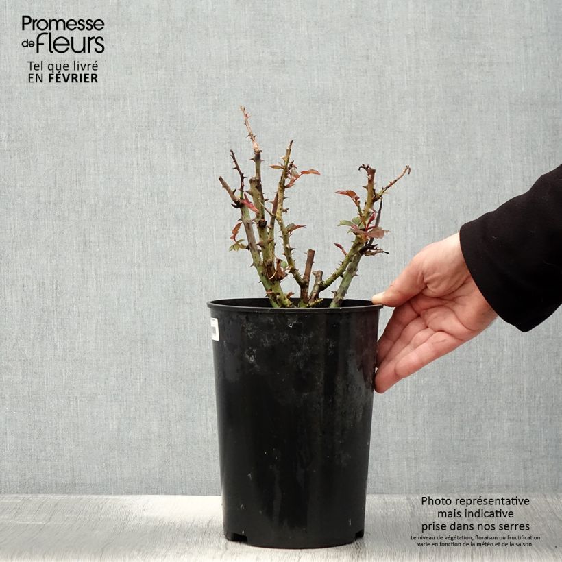 Rosa x polyantha Tobago - Polyantha Rose 4L/5L pot sample as delivered in winter