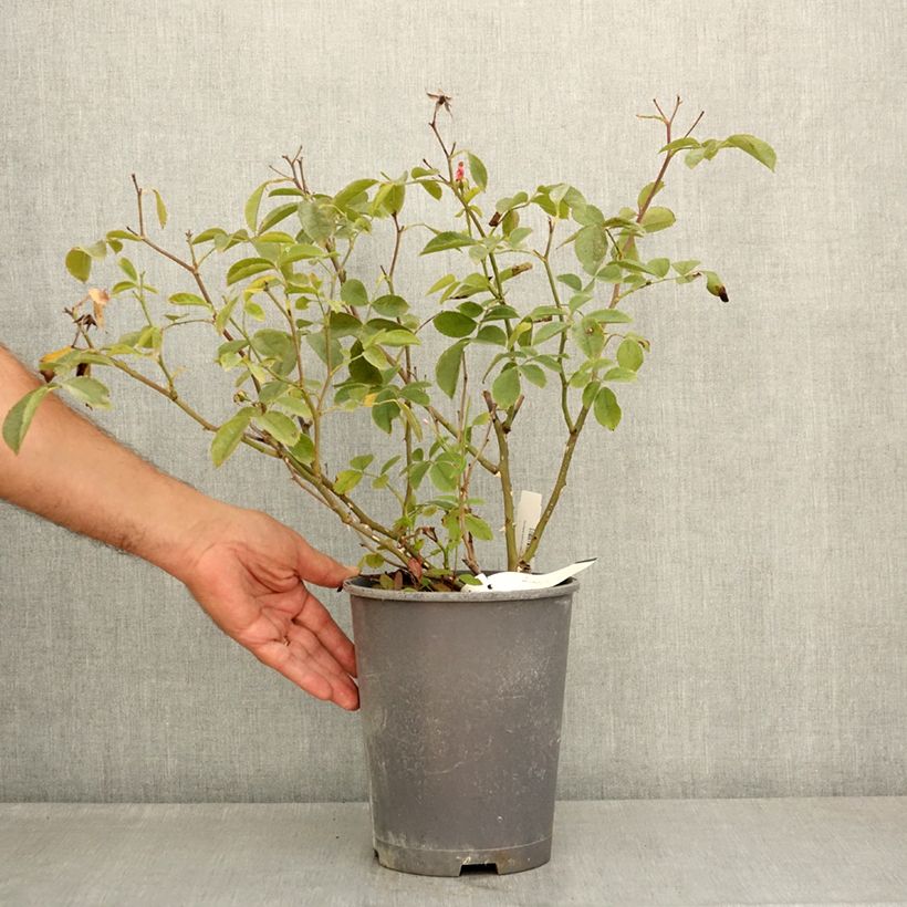 Rosa x moschata 'Walferdange'  4L/5L pot sample as delivered in summer