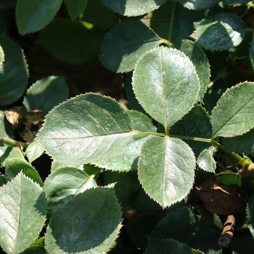 Rosa Alexandre Astier - Hybrid Tea Rose (Foliage)