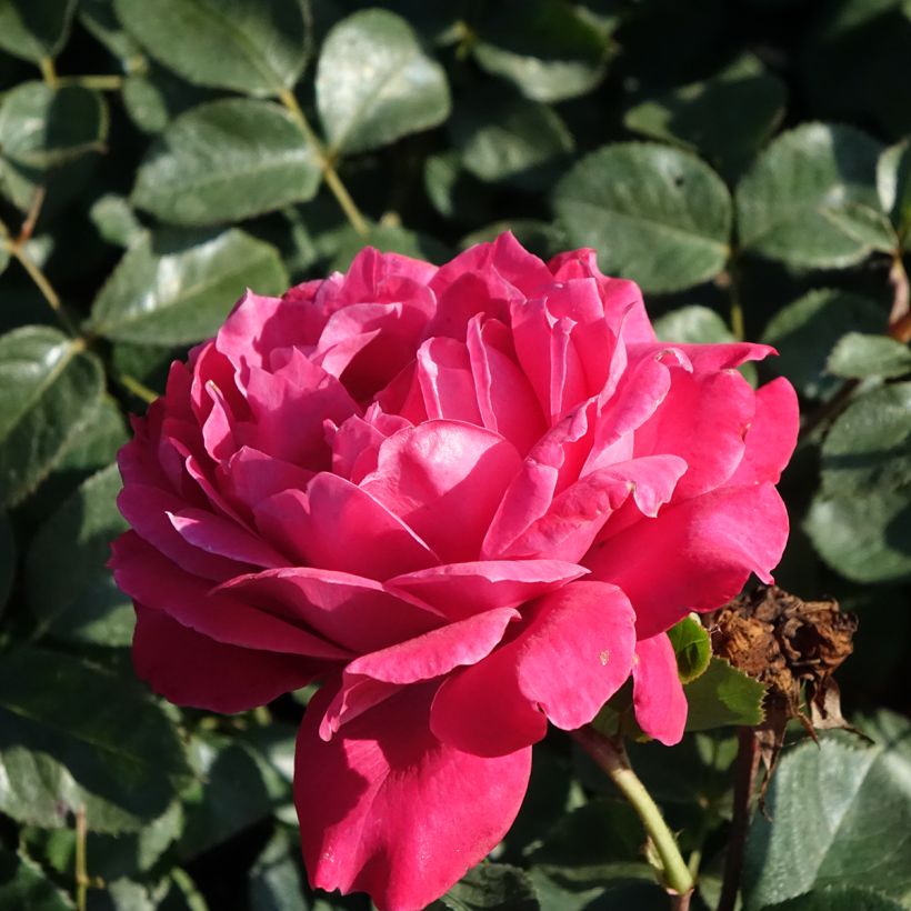 Rosa Alexandre Astier - Hybrid Tea Rose (Flowering)