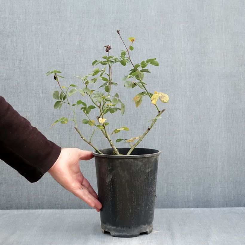 Example of Rosa Alexandre Astier - Hybrid Tea Rose 4L/5L pot as you get in automne