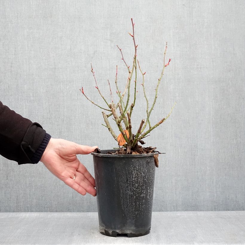 Rosa Alexandre Astier - Hybrid Tea Rose 4L/5L pot sample as delivered in winter