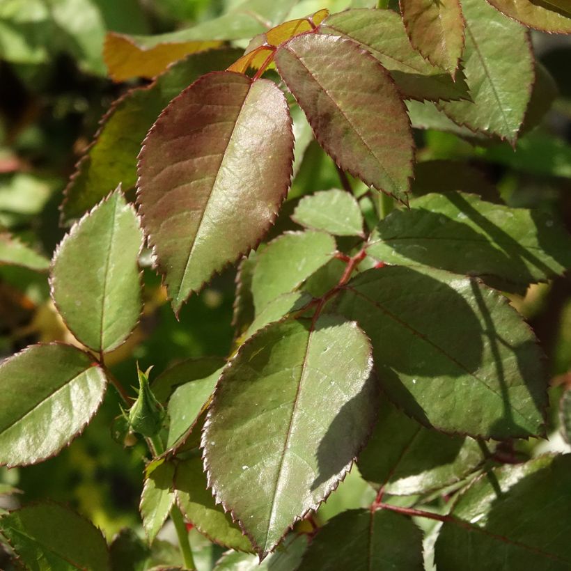 Rosa x persica Alissar Princess of Phoenicia - Hybrid Persian Rose (Foliage)