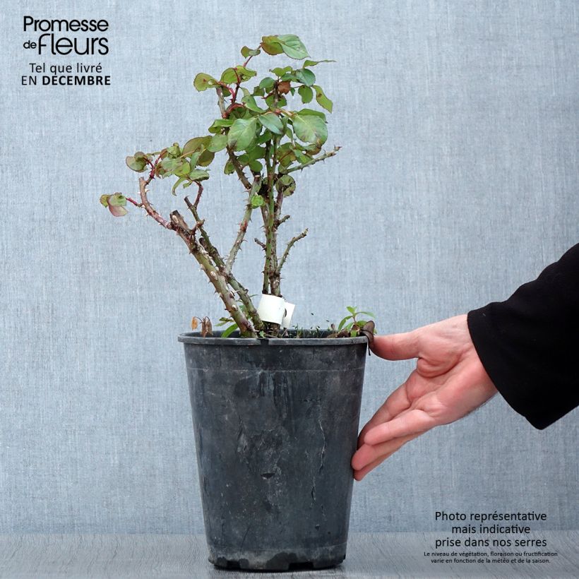 Rosa Anahe 4L/5L pot sample as delivered in autumn