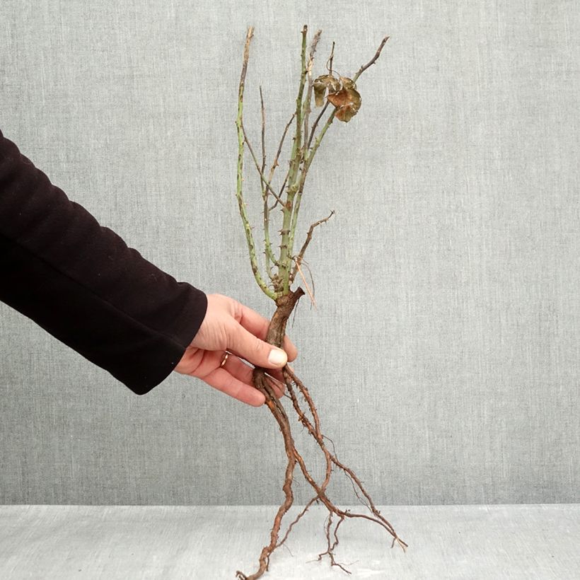 Rosa André Le Nôtre - Modern Hybrid Tea Rose Bare root sample as delivered in winter