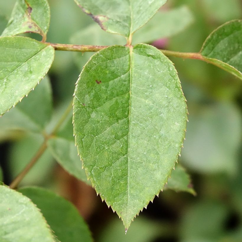 Rosa 'Anggun' - Shrub Rose (Foliage)