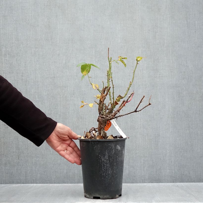 Rosa 'Anggun' - Shrub Rose 4L/5L pot sample as delivered in autumn