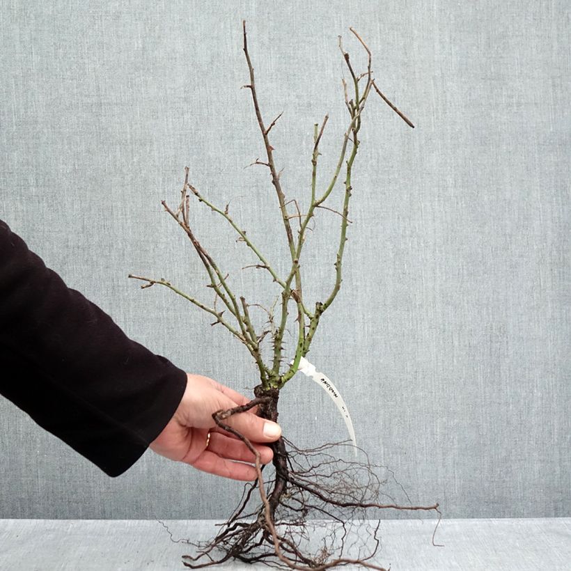 Rosa 'Anggun' - Shrub Rose Bare root sample as delivered in winter