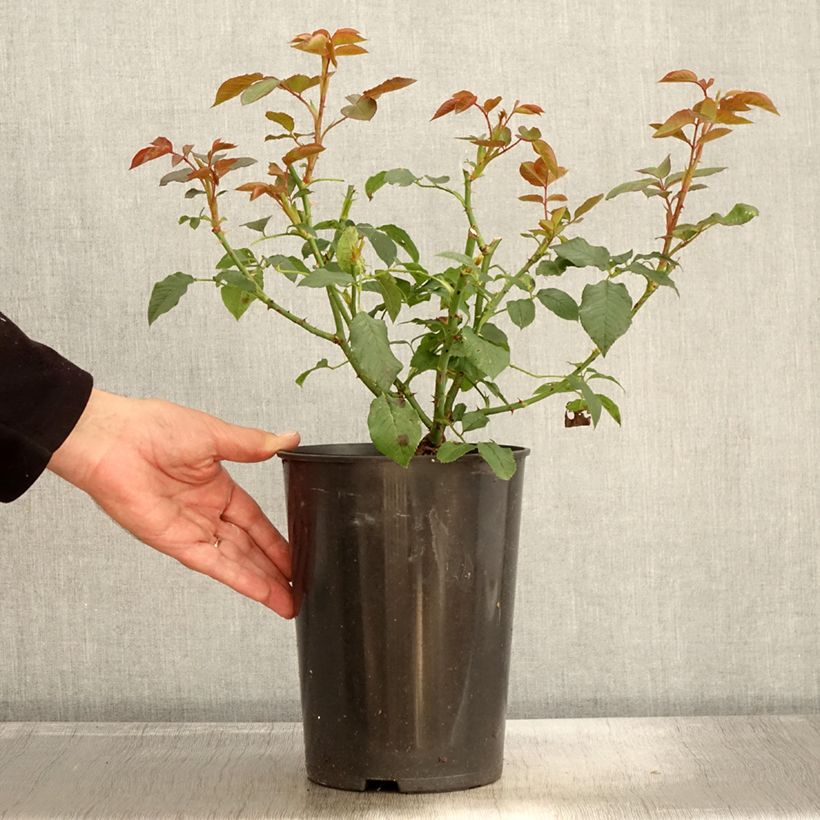 Rosa Annapurna 4L/5L pot sample as delivered in autumn