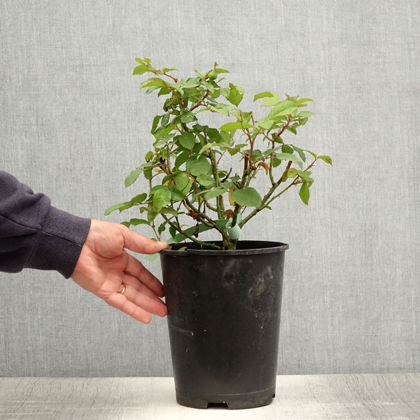 Rosa Augusta Luise 4L/5L pot sample as delivered in summer