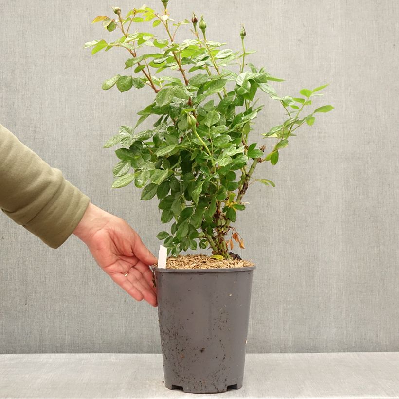 Rosa  Auguste Escoffier - Floribunda Rose 4L/5L pot sample as delivered in spring