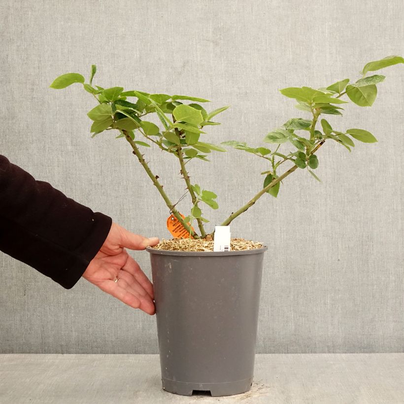 Rosa Baronne Edmond de Rothschild - Hybrid Tea Rose 4L/5L pot sample as delivered in spring