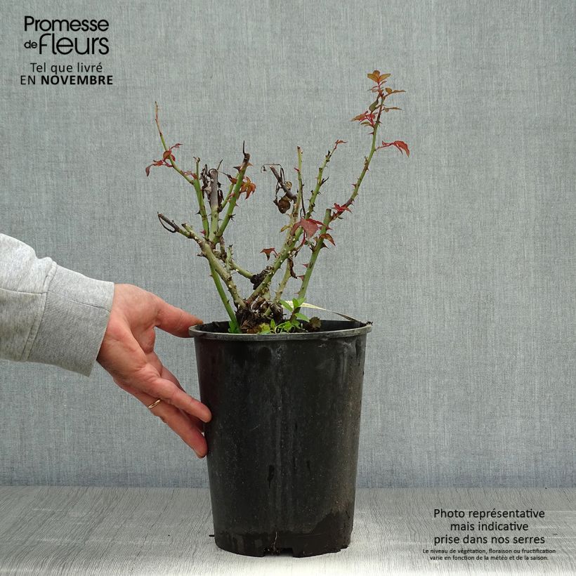 Rosa Belle du Seigneur - Hybrid Tea Rose 4L/5L pot sample as delivered in autumn
