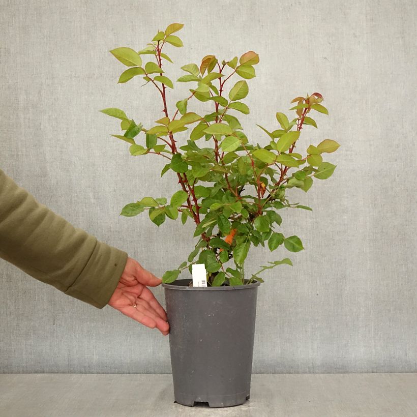 Rosa Belle Romantica 4L/5L pot sample as delivered in spring