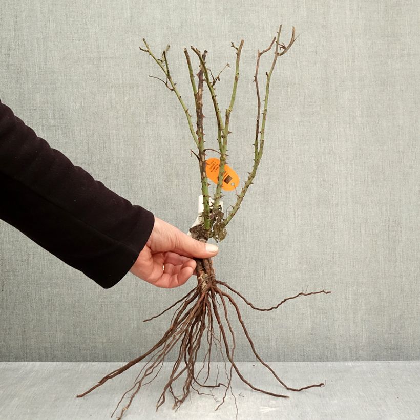 Rosa Belle Romantica Bare root sample as delivered in winter