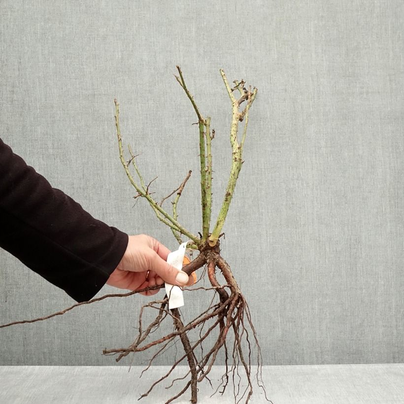 Rosa 'Belles Rives' - Shrub Rose Bare root sample as delivered in winter