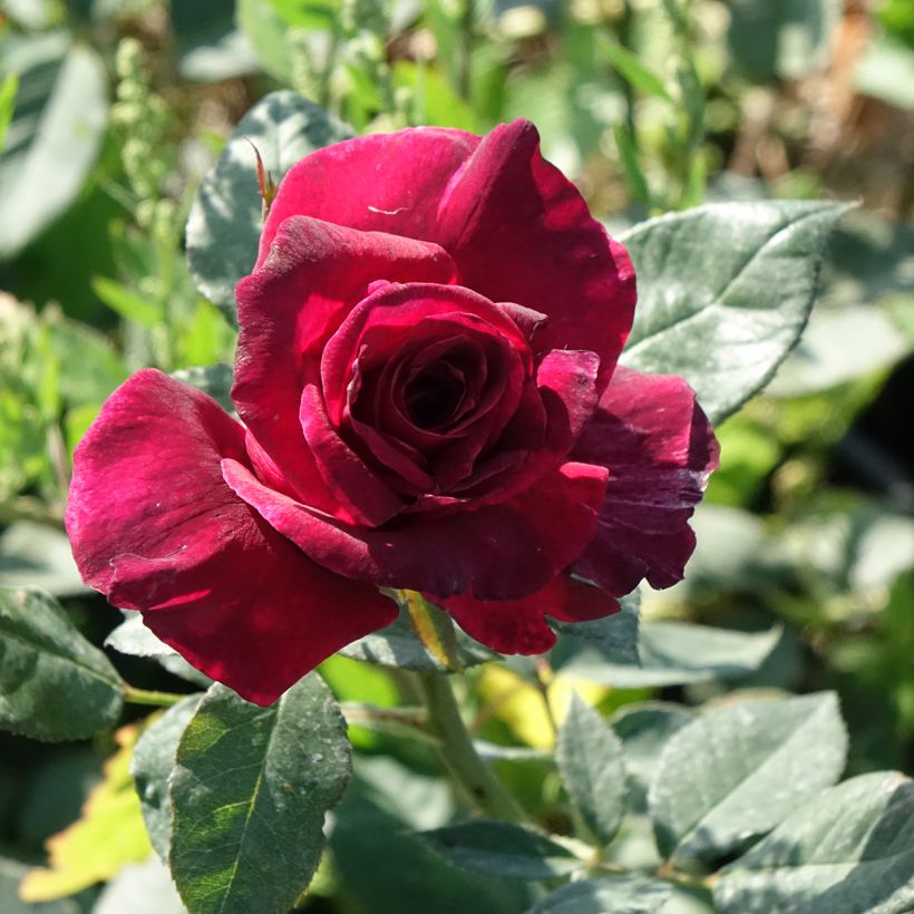 Rosa Black Perfumella - Hybrid Tea Rose (Flowering)