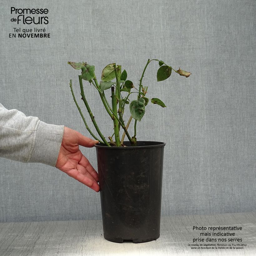 Rosa 'Blue River' - Shrub Rose 3L/4L pot sample as delivered in autumn