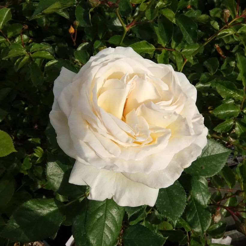 Rosa 'Camille Claudel' - Shrub Rose (Flowering)