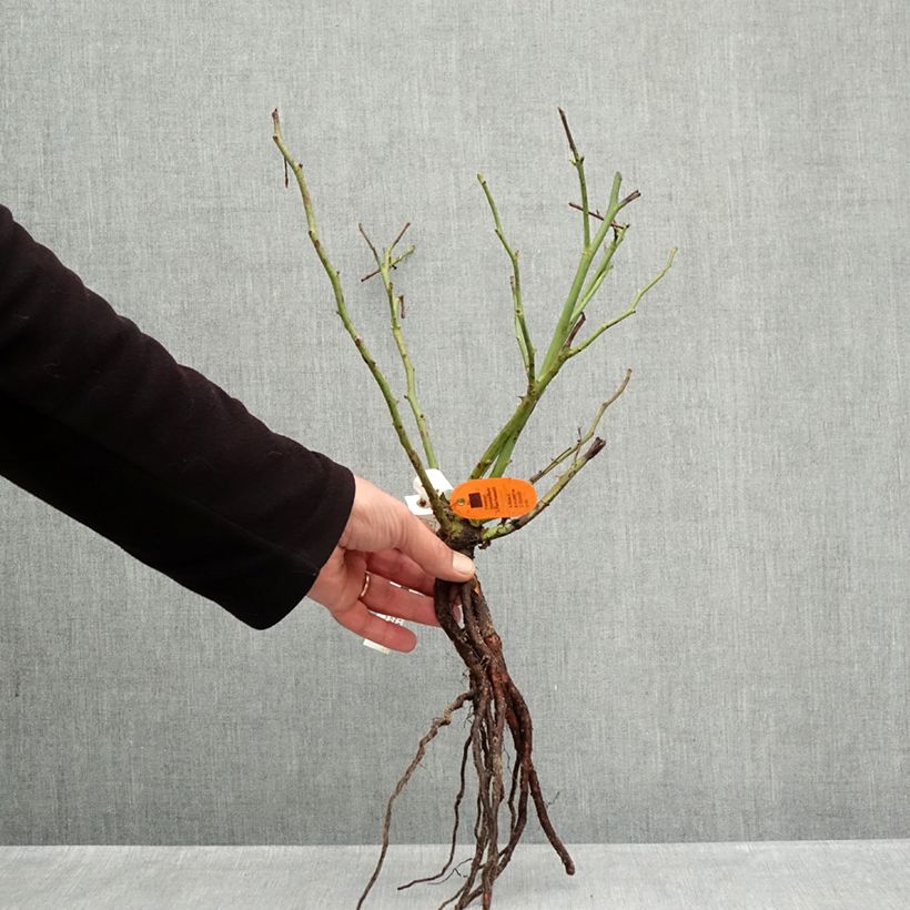 Rosa 'Camille Claudel' - Shrub Rose Bare root sample as delivered in winter