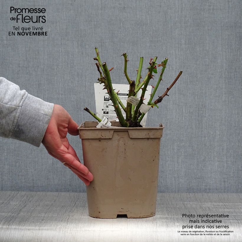 Rosa 'Camille Pissarro' - Polyantha Rose 4L/5L pot sample as delivered in autumn