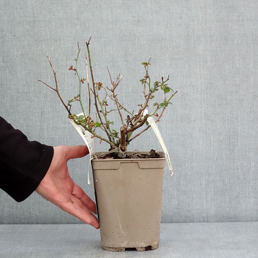 Rosa 'Camille Pissarro' - Polyantha Rose 4L/5L pot sample as delivered in winter