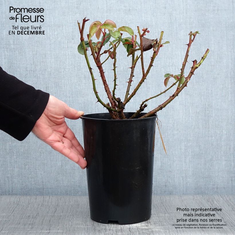 Rosa Candlelight® 4L/5L pot sample as delivered in autumn