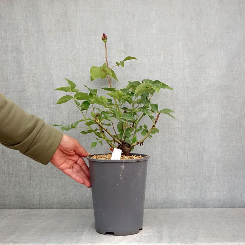 Rosa 'Charles de Gaulle' - Shrub Rose 4L/5L pot sample as delivered in spring