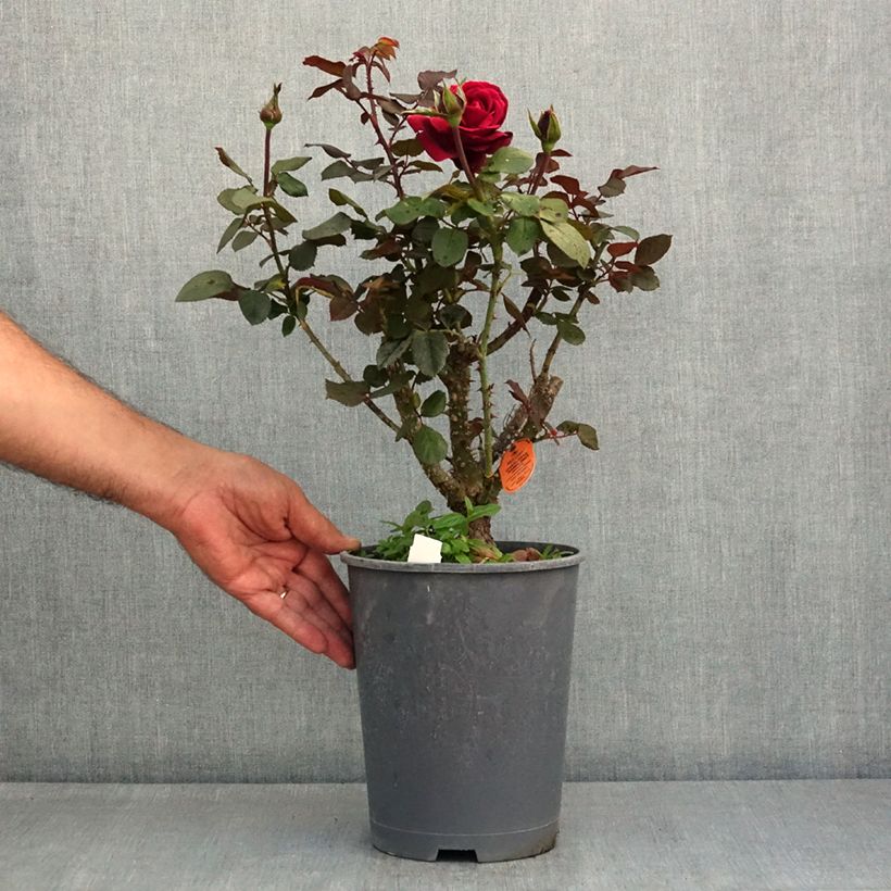 Rosa Charlotte Rampling - Hybrid Tea Rose 4L/5L pot sample as delivered in summer