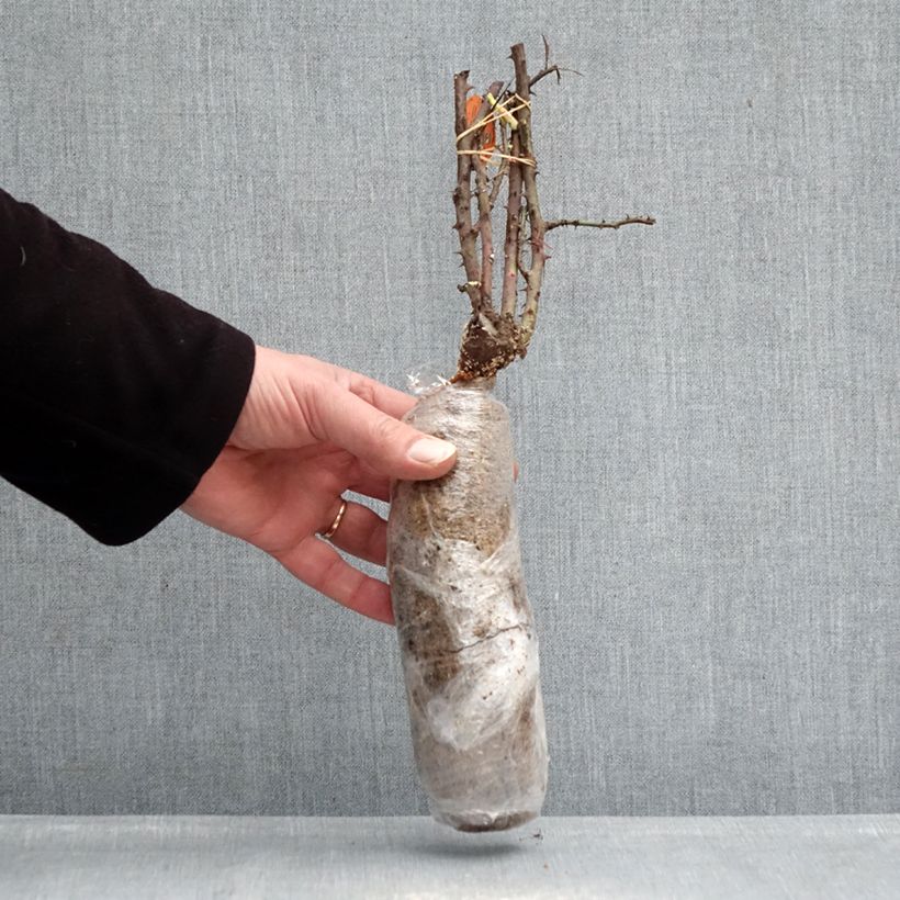 Rosa Charlotte Rampling - Hybrid Tea Rose Wrapped bare root sample as delivered in winter